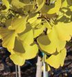 Autumn Gold Ginkgo Supply