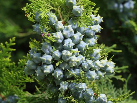 Garden of Eden Juniper Berry Essential Oil Cheap