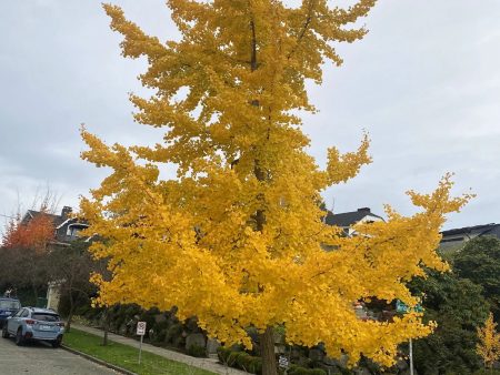 Autumn Gold Ginkgo Supply