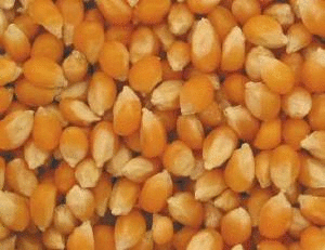 Popcorn, Yellow, Organic, 25 lbs. by Bulk on Sale