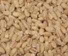 Barley, Hulled, Organic, 5 lbs. by Azure Farm Sale